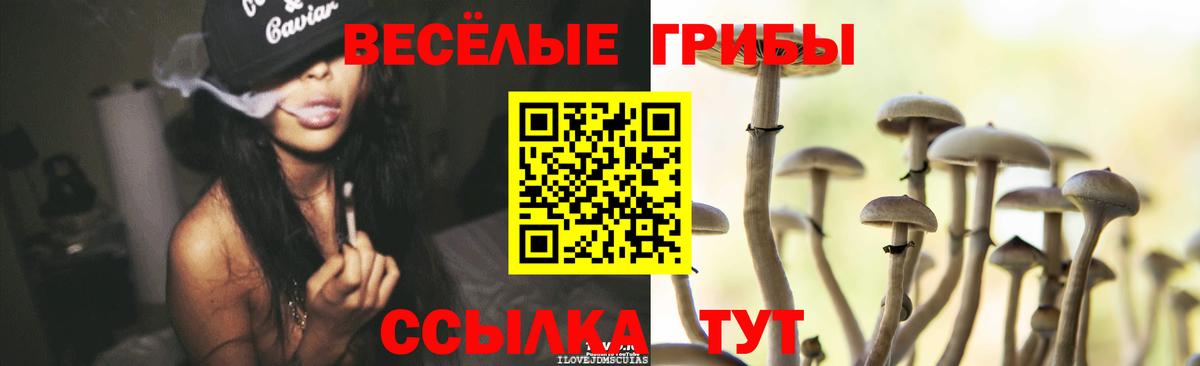 Михайловка  Галлюциногенные грибы Cubensis  Галлюциногенные грибы Cubensis  Вход с VPN 